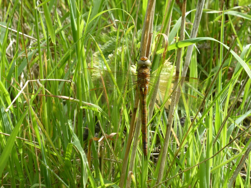 Northern Hawker Dragonfly
