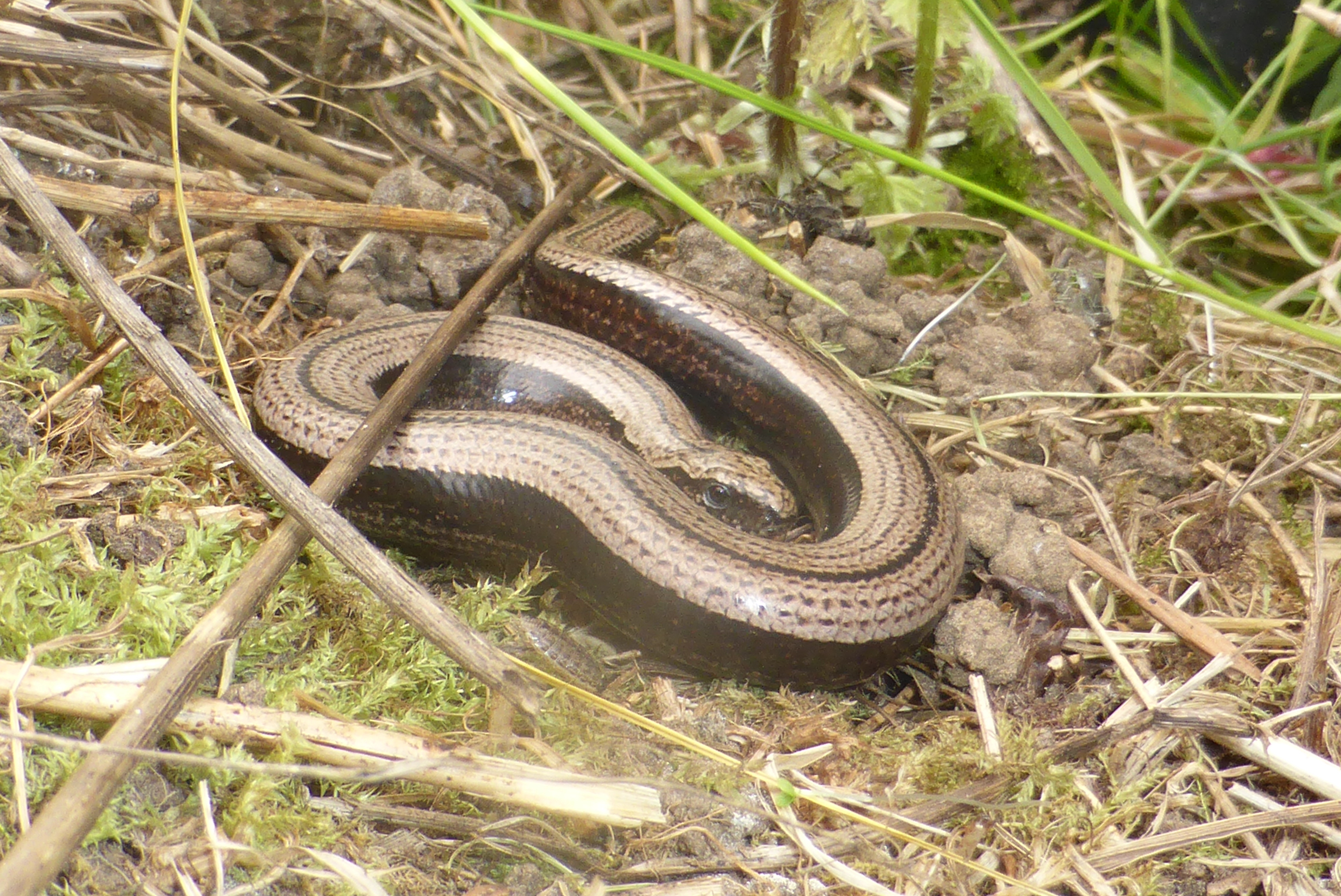 Slow Worm
