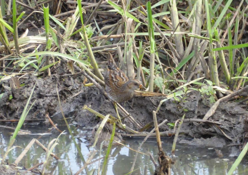 Spotted Crake 1
