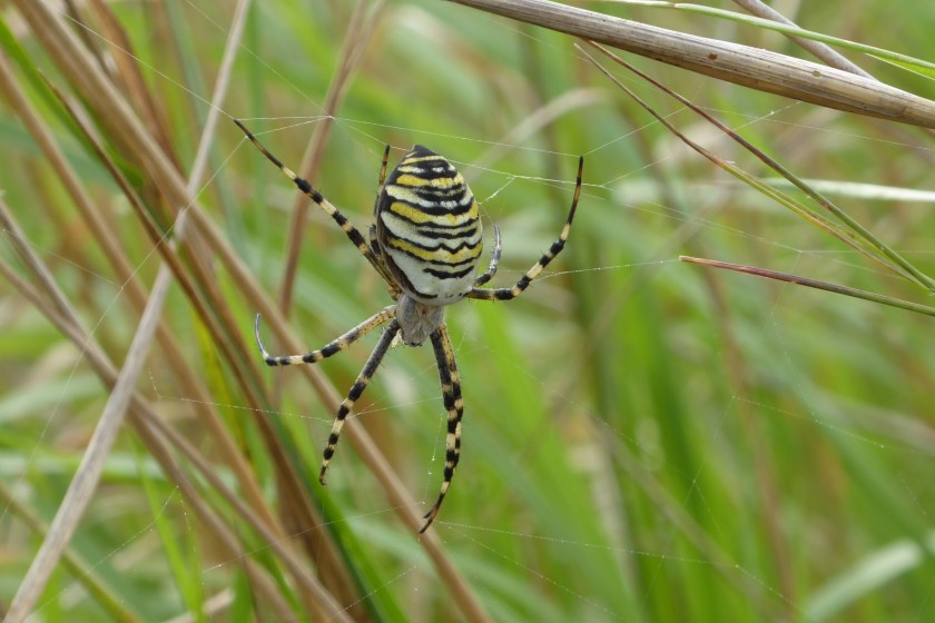 Wasp Spider