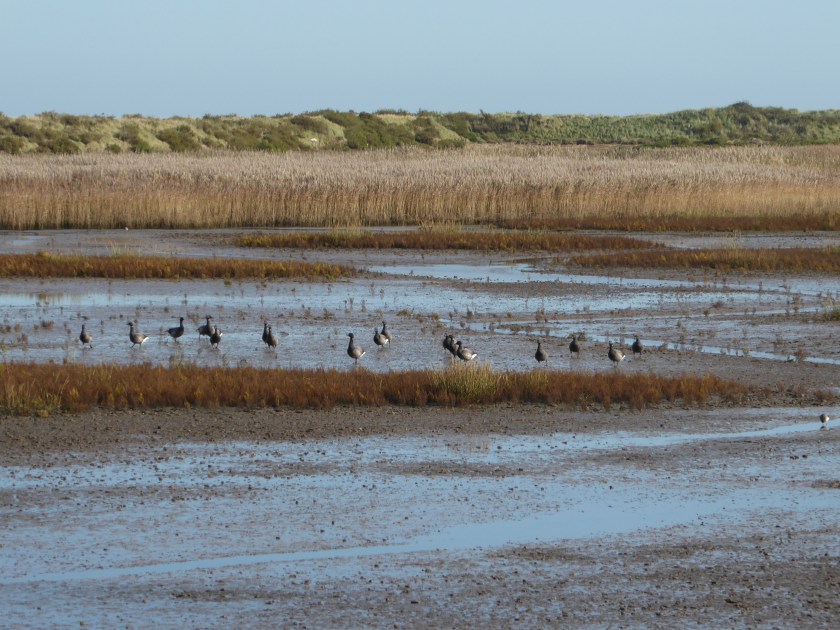 Brent Geese