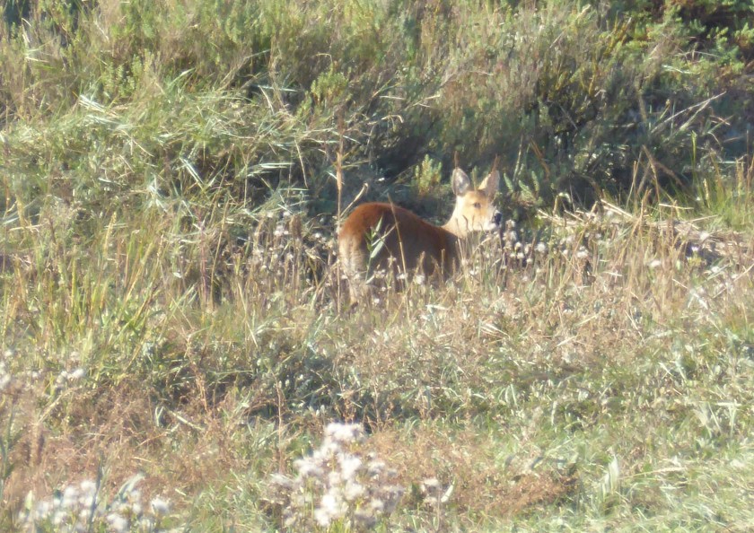 Chinese Water Deer