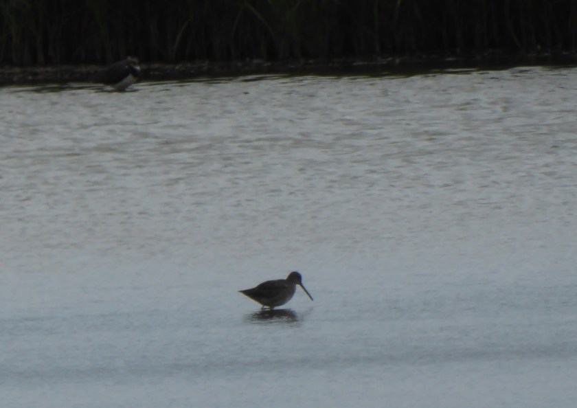 Long Billed Dowitcher