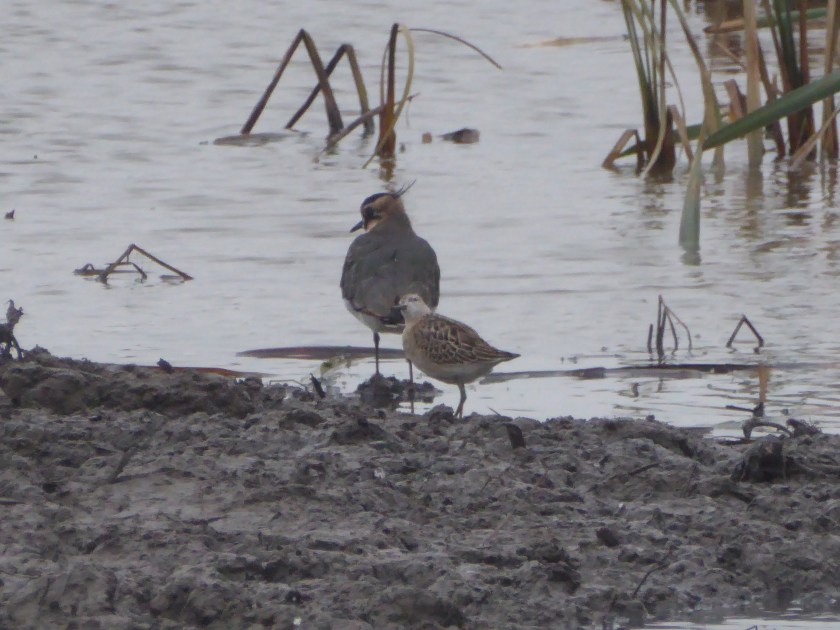 Ruff Lapwing