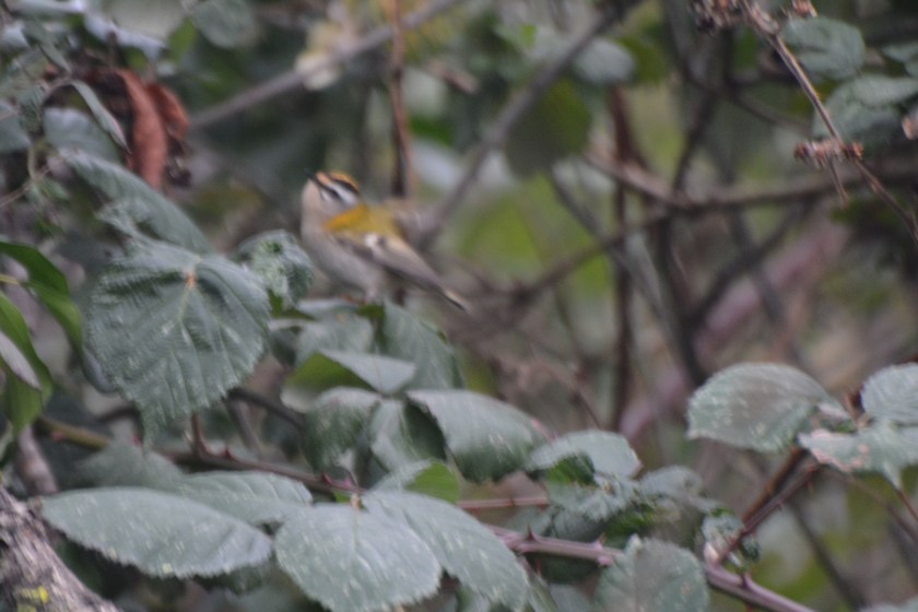 Firecrest