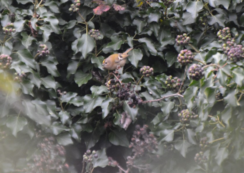 Goldcrest