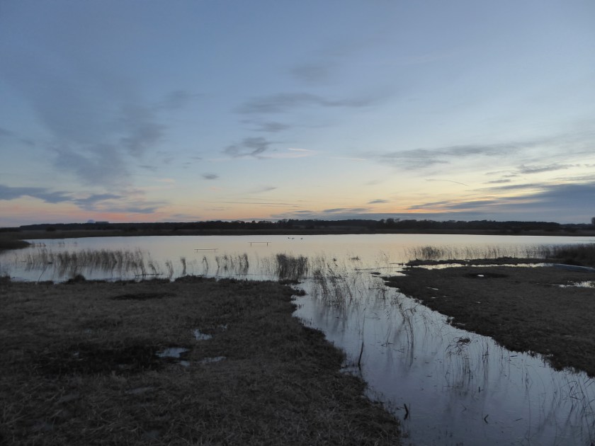 Isle of Mere Hide View