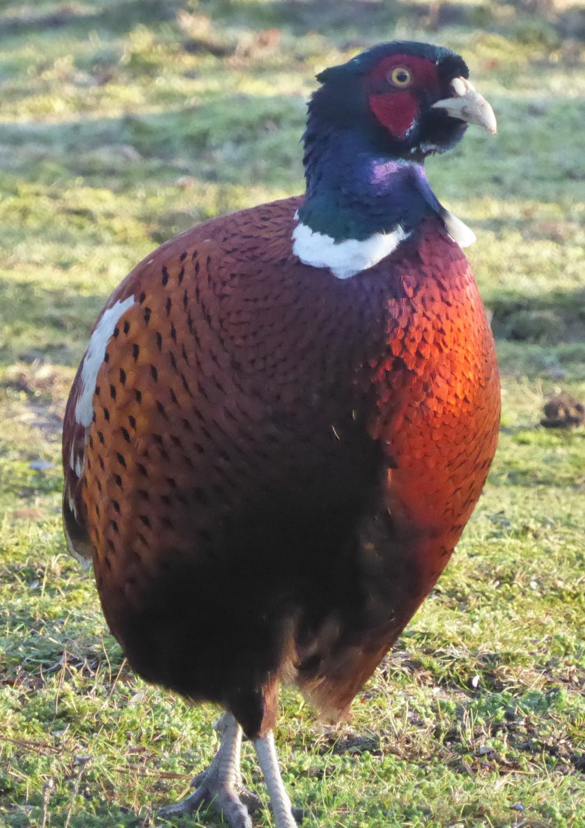 Pheasant