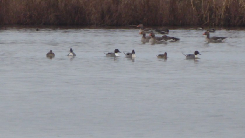 Pintails