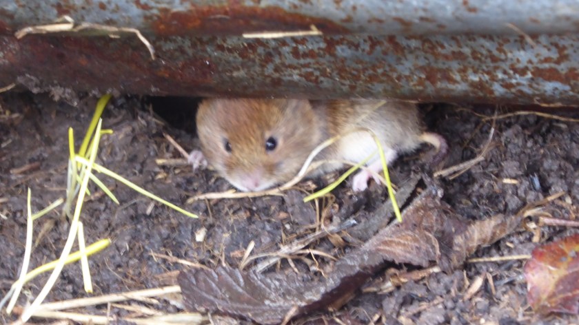 Vole
