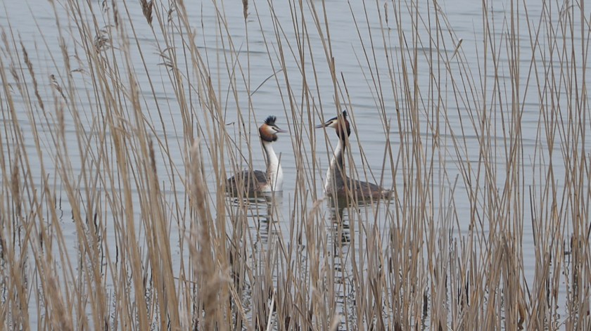 Great Crested Grebe
