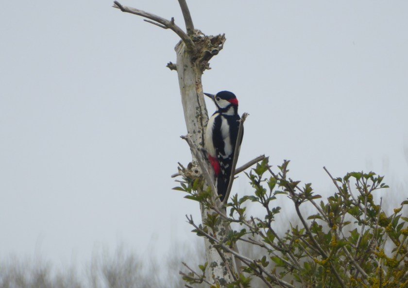 Great Spotted Woodpecker