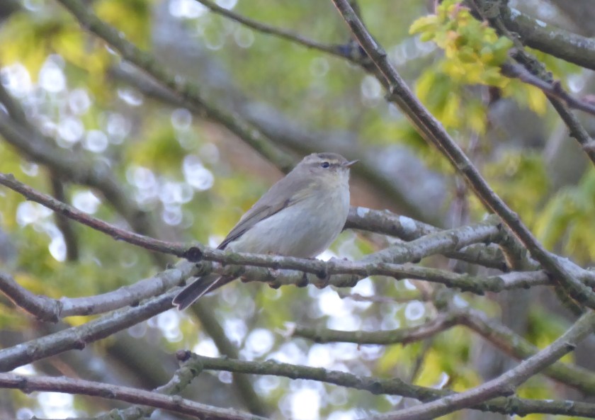 CHiffchaff