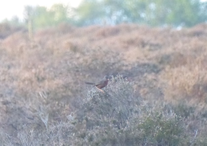Dartford Warbler