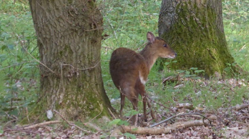 Muntjac Deer
