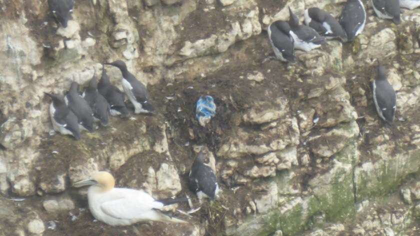 P2 - Gannet Guillemot