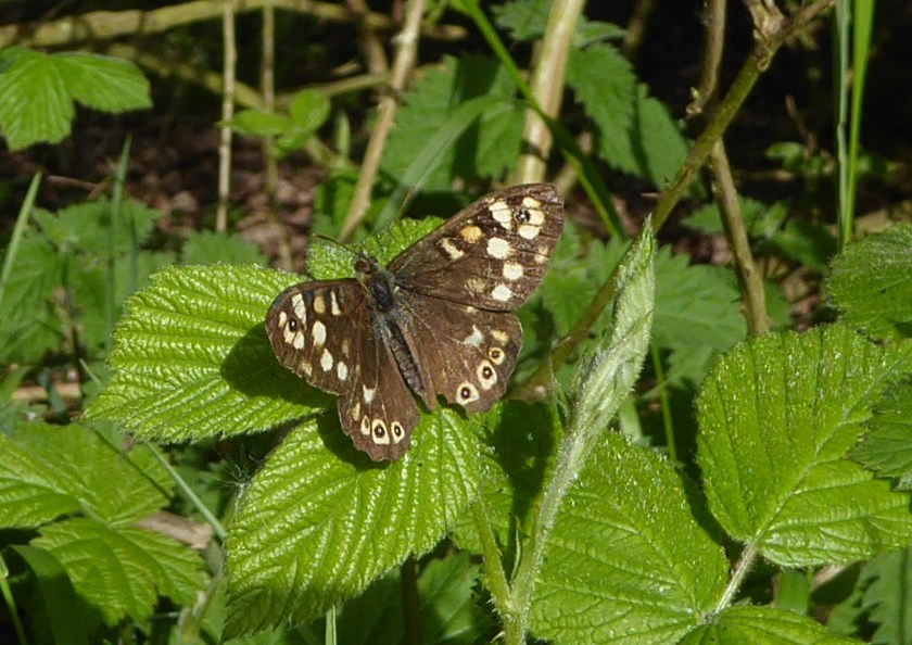 Speckled Wood Butterfly