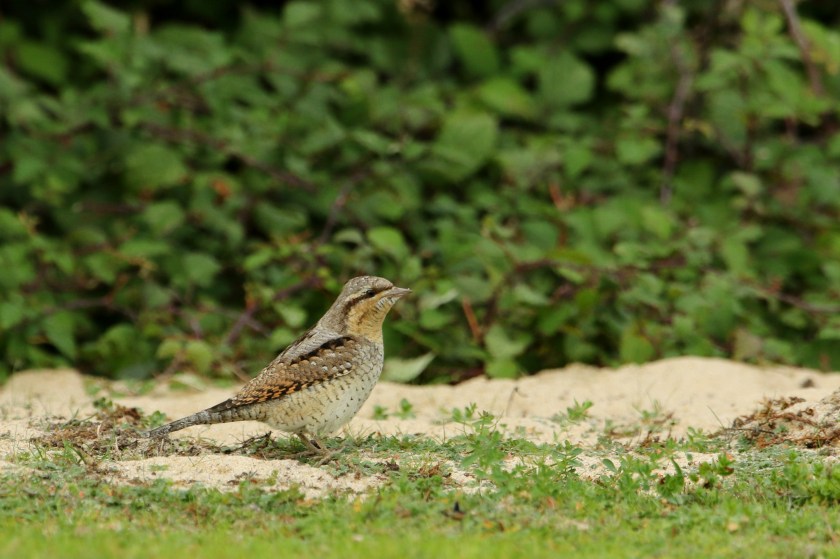 Wryneck