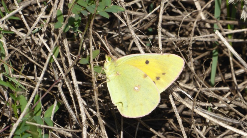Clouded Yellow
