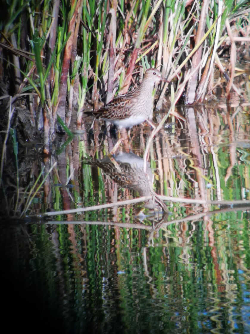 Pectoral Sandpiper