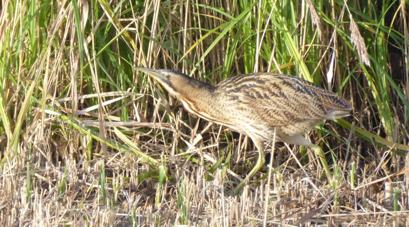 Bittern