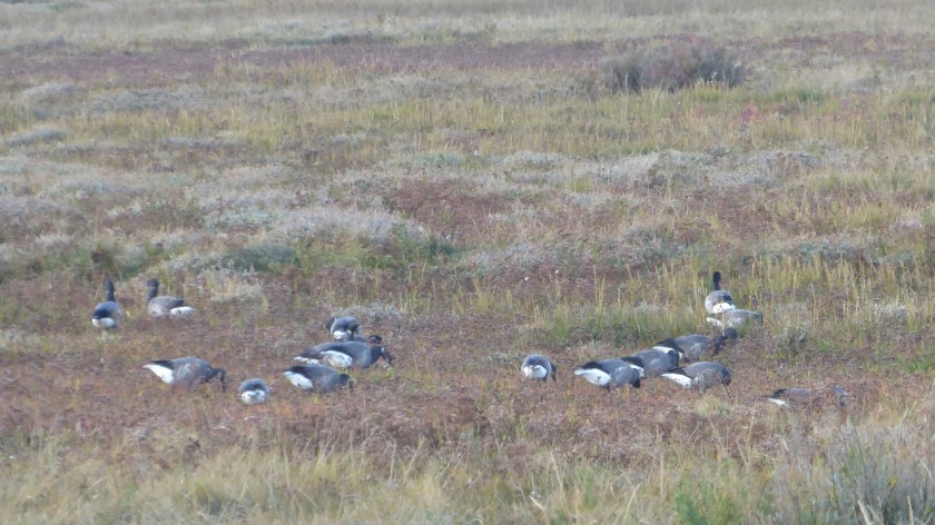 Brent Geese