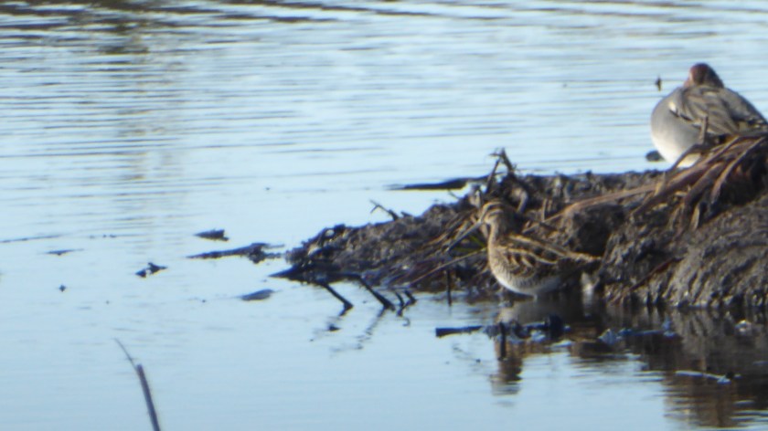 Common Snipe