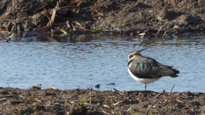 Lapwing