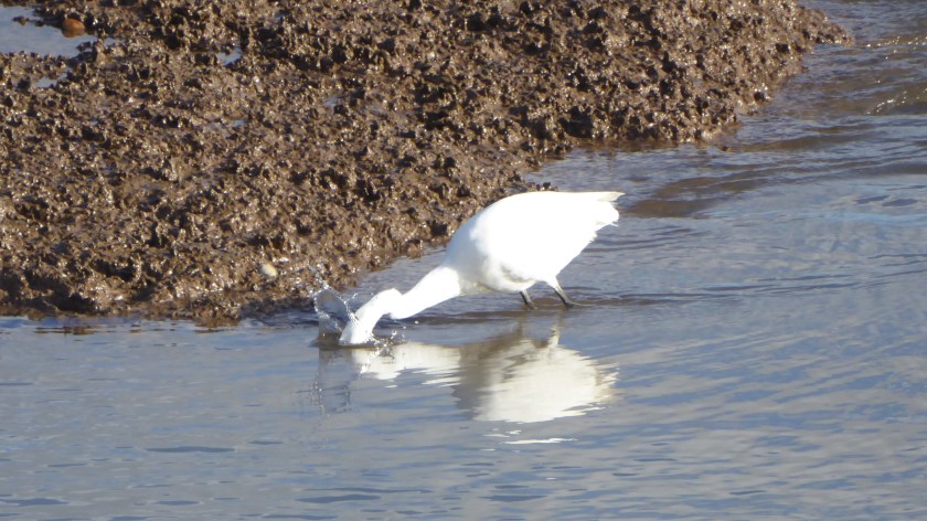 Little Egret Splash