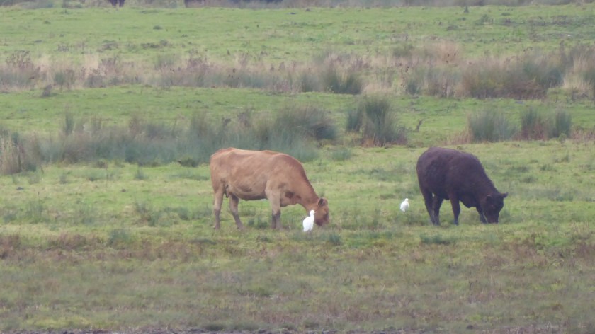Two Cattle Egret