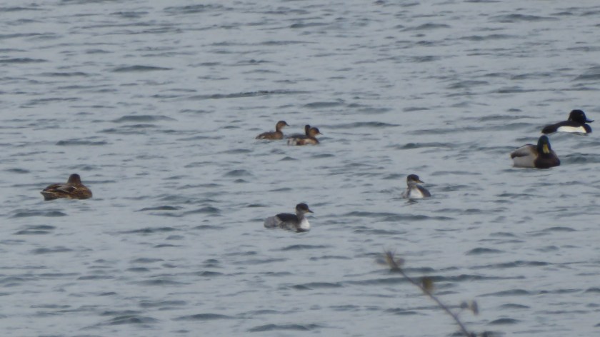 Red Necked Little Grebe.JPG
