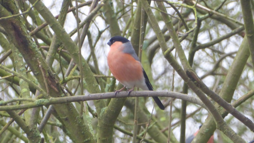 Bullfinch
