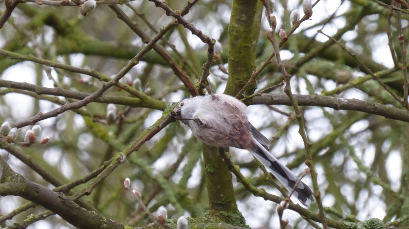 Long Tailed Tit