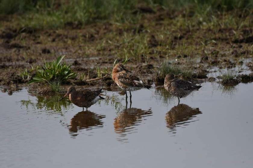 Black Tailed Godwits
