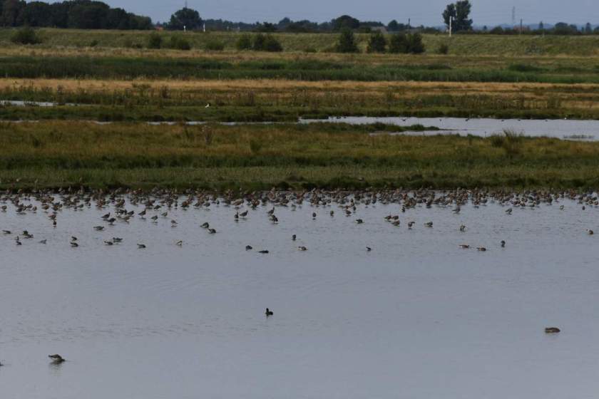 Frampton Marshes