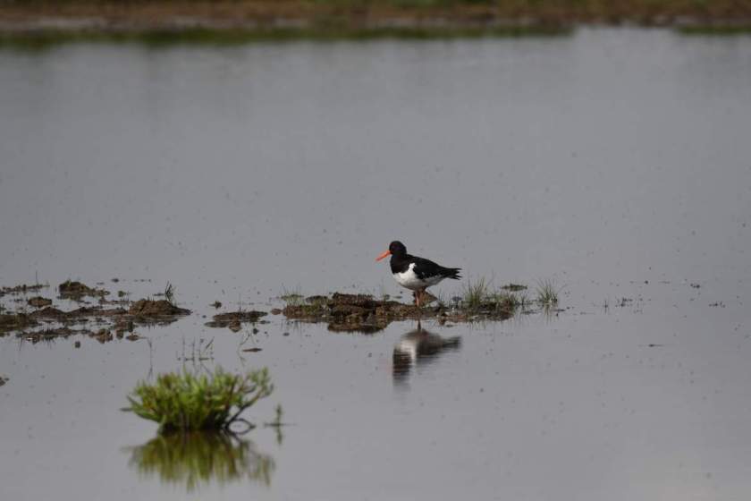 Oystercatcher