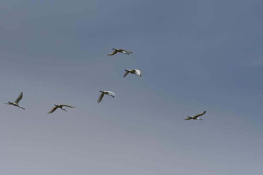 Spoonbill FlightB.JPG