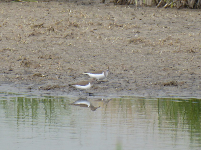 Common Sandpiper
