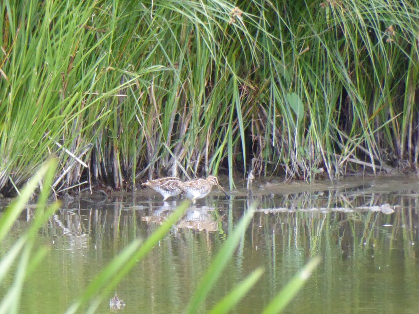 Common Snipe
