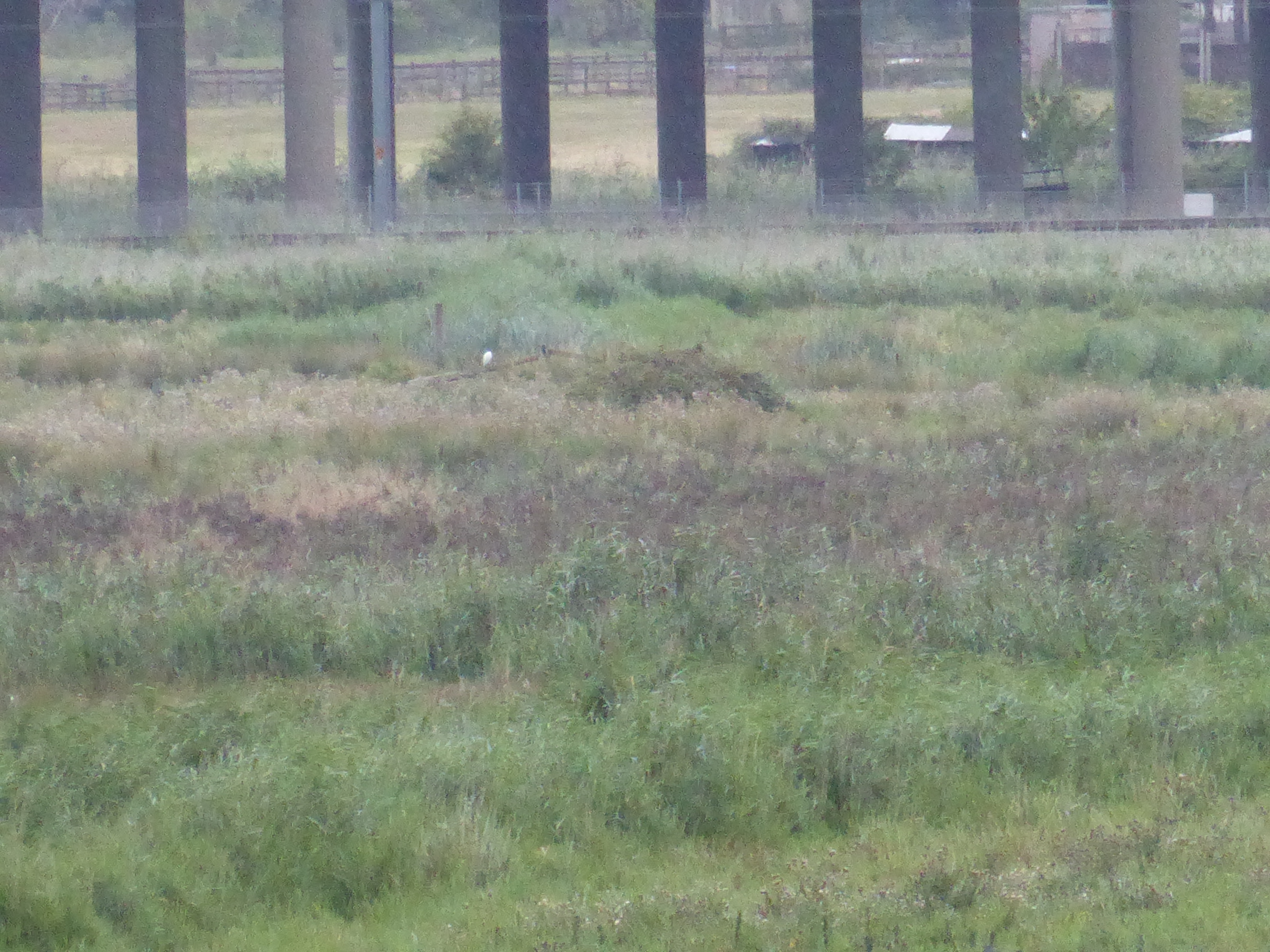 Distant Cattle Egret