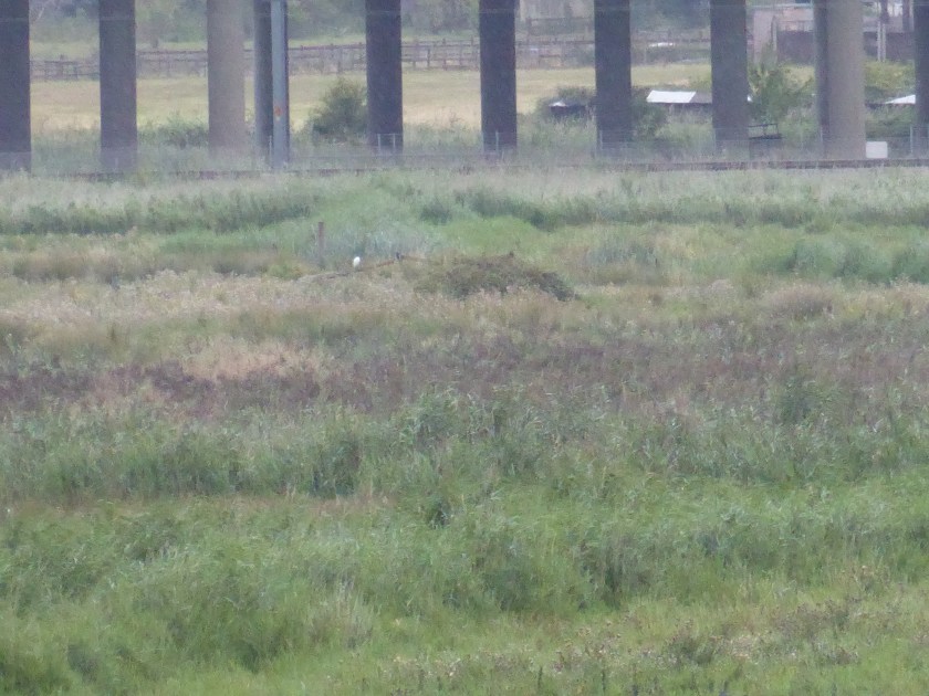 Distant Cattle Egret