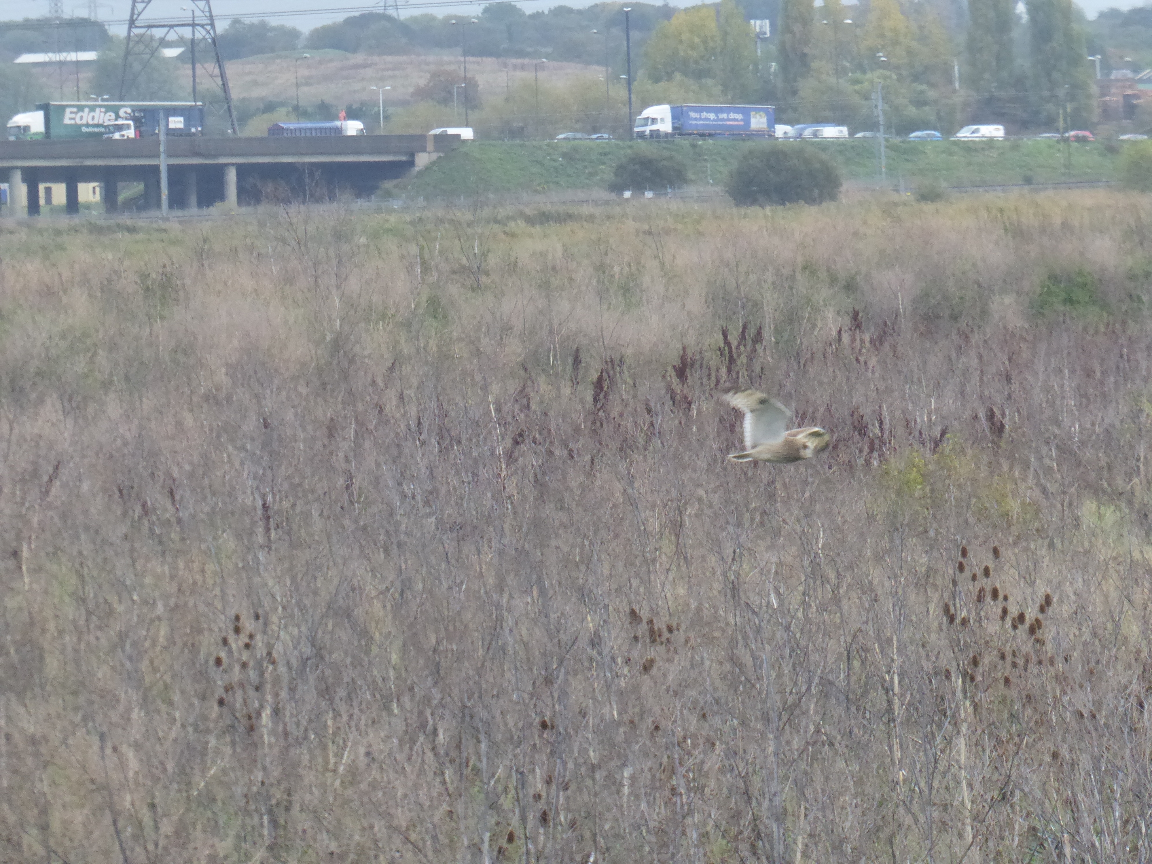 Short Eared Owl
