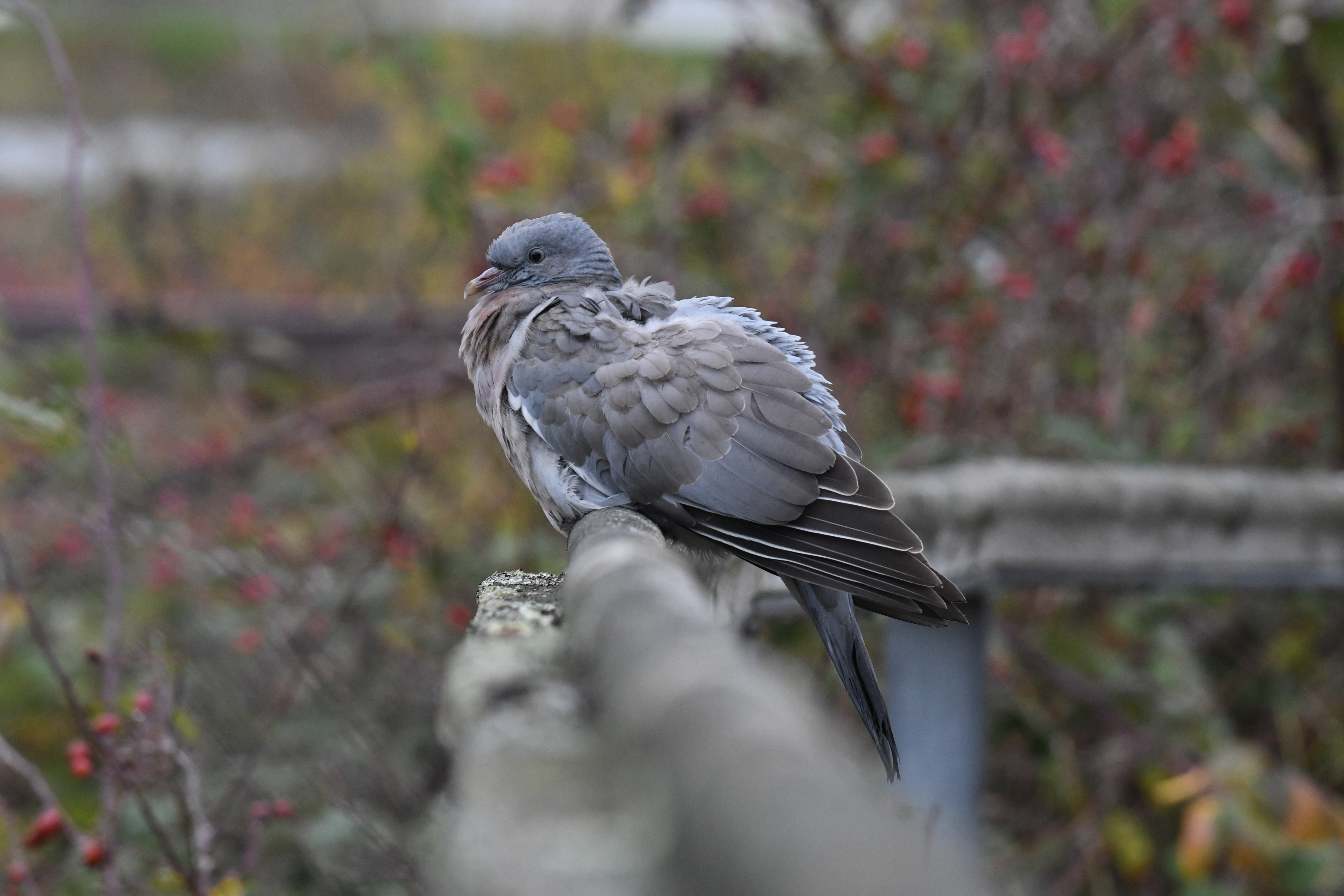 Wood Pigeon